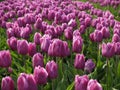 Dutch tulipfield 6