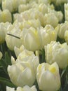 Dutch tulipfield 8