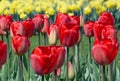 Dutch tulips