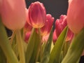 Dutch tulips. Nederlandse tulpen