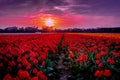 Sunset above the Dutch tulips fields, Royalty Free Stock Photo