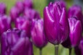 Dutch Tulips of Purple Flag Sort Against Blurred Background. Royalty Free Stock Photo