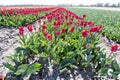 Dutch tulips in red and green - Tulpen velden in west-friesland Royalty Free Stock Photo