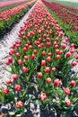 Dutch tulips in the spring just before easter