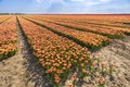 Dutch tulips struggle due to drought due to global warming and climate change