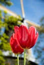 Dutch tulips Royalty Free Stock Photo
