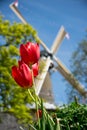 Dutch tulips Royalty Free Stock Photo