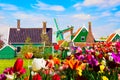 Dutch typical landscape. Traditional old dutch windmill and green houses Zaanse Schans village with tulips flowers flowerbed in Royalty Free Stock Photo
