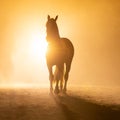 Big horse in smokey setting Royalty Free Stock Photo