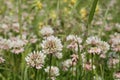 Dutch white clover lawn in the meadow Royalty Free Stock Photo