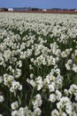 Dutch white daffodil bulb fields and farms