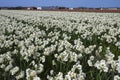 Dutch white daffodil bulb fields and farms