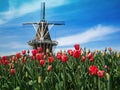 Dutch windmill and display of tulips Royalty Free Stock Photo