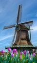 Old wooden Dutch windmill with Holland tulips.