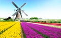 dutch windmill over tulips field Royalty Free Stock Photo