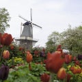 Dutch windmill over rows of tulips field