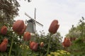 Dutch windmill over rows of tulips field