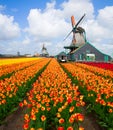 Dutch windmill over tulips field Royalty Free Stock Photo