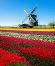 dutch windmill over tulips field Royalty Free Stock Photo