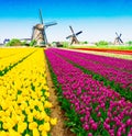 dutch windmill over tulips field Royalty Free Stock Photo