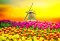 dutch windmill over tulips field Royalty Free Stock Photo