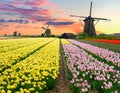 Dutch windmill over tulips field Royalty Free Stock Photo