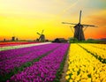 Dutch windmill over tulips field
