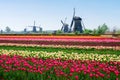 dutch windmill over tulips field Royalty Free Stock Photo