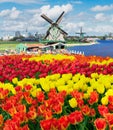 dutch windmill over tulips field Royalty Free Stock Photo