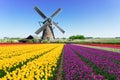 dutch windmill over tulips field Royalty Free Stock Photo