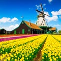 dutch windmill over tulips field Royalty Free Stock Photo