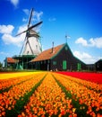 Dutch windmill over tulips field Royalty Free Stock Photo