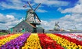 dutch windmill over tulips field Royalty Free Stock Photo