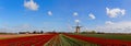 Dutch Windmill at the tulips farm, extra large panorama Royalty Free Stock Photo