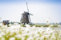 Dutch windmill with white flowers in front Royalty Free Stock Photo