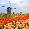 Dutch windmills and tulips Royalty Free Stock Photo