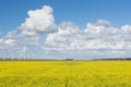 Dutch windturbines behind a yellow coleseed field Royalty Free Stock Photo
