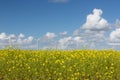 Dutch windturbines behind a yellow coleseed field Royalty Free Stock Photo