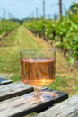 Dutch winery, rose wine tasting on vineyard in Brabant on outsid Royalty Free Stock Photo