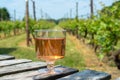 Dutch winery, rose wine tasting on vineyard in Brabant on outsid Royalty Free Stock Photo