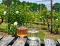 Dutch winery, rose wine tasting on vineyard in Brabant on outsid Royalty Free Stock Photo