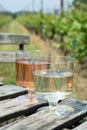 Dutch winery, white and rose wine tasting on vineyard in Brabant on outside terrace Royalty Free Stock Photo