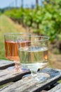 Dutch winery, white and rose wine tasting on vineyard in Brabant on outside terrace Royalty Free Stock Photo