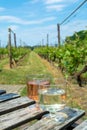 Dutch winery, white and rose wine tasting on vineyard in Brabant Royalty Free Stock Photo