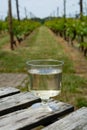 Dutch winery, white wine tasting on vineyard in Brabant on outside terrace Royalty Free Stock Photo