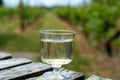 Dutch winery, white wine tasting on vineyard in Brabant on outside terrace Royalty Free Stock Photo