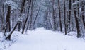 Dutch winter forest landscape covered in white snow, beautiful road in the woods, european forest in the Netherlands Royalty Free Stock Photo