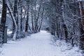 Dutch winter forest landscape, Forest road and trees covered in white snow, snowy weather, european landscape scenery of the woods Royalty Free Stock Photo