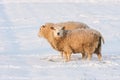 Dutch winter andscape with sheep in snow covered meadow