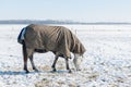 Dutch winter with snowy field and horse covered with blanket Royalty Free Stock Photo